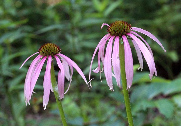 Pale Purple Coneflower flowers close